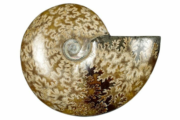 Polished Ammonite (Cleoniceras) Fossil - Madagascar #348487